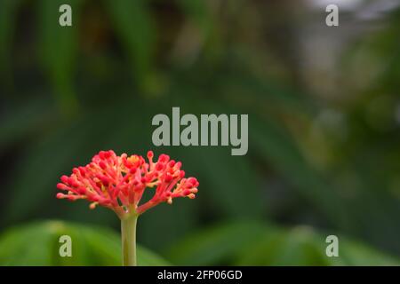 Jatropha multifada fleur avec fond flou Banque D'Images