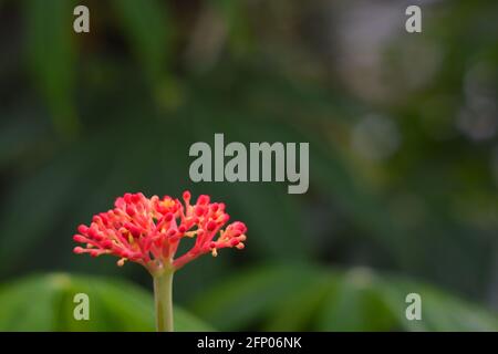 Jatropha multifada fleur avec fond flou Banque D'Images