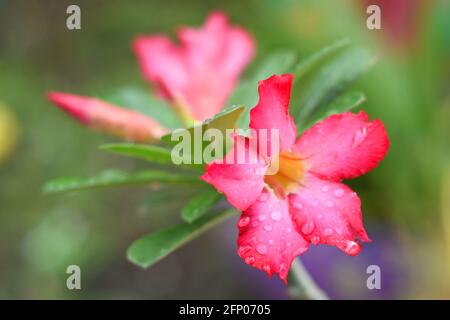 Une photo en gros plan de Desert rose (Adenium obesum) couverts de gouttes de pluie Banque D'Images