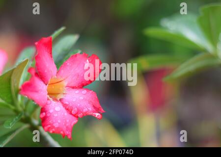 Une photo en gros plan de Desert rose (Adenium obesum) couverts de gouttes de pluie Banque D'Images