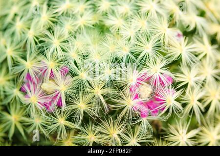 Gros plan mammillaria carmenae cactus fleurs en fleurs. Banque D'Images