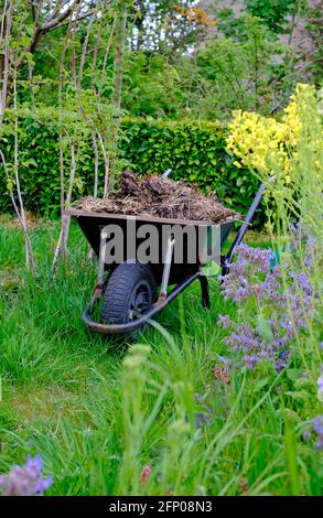 brouette avec fumier de cheval dans le jardin anglais, norfolk, angleterre Banque D'Images