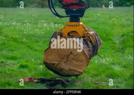 Aylesbury, Buckinghamshire, Royaume-Uni. 19 mai 2021. HS2 enlever les restes d'un beau chêne abattu par HS2 dans leur composé. Le train à grande vitesse 2 de Londres à Birmingham sculpte une énorme cicatrice à travers les Chilterns qui est une zone d'une beauté naturelle exceptionnelle. Crédit : Maureen McLean/Alay Banque D'Images