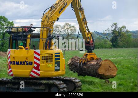 Aylesbury, Buckinghamshire, Royaume-Uni. 19 mai 2021. HS2 enlever les restes d'un beau chêne abattu par HS2 dans leur composé. Le train à grande vitesse 2 de Londres à Birmingham sculpte une énorme cicatrice à travers les Chilterns qui est une zone d'une beauté naturelle exceptionnelle. Crédit : Maureen McLean/Alay Banque D'Images