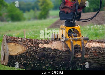 Aylesbury, Buckinghamshire, Royaume-Uni. 19 mai 2021. HS2 enlever les restes d'un beau chêne abattu par HS2 dans leur composé. Le train à grande vitesse 2 de Londres à Birmingham sculpte une énorme cicatrice à travers les Chilterns qui est une zone d'une beauté naturelle exceptionnelle. Crédit : Maureen McLean/Alay Banque D'Images