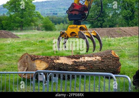 Aylesbury, Buckinghamshire, Royaume-Uni. 19 mai 2021. HS2 enlever les restes d'un beau chêne abattu par HS2 dans leur composé. Le train à grande vitesse 2 de Londres à Birmingham sculpte une énorme cicatrice à travers les Chilterns qui est une zone d'une beauté naturelle exceptionnelle. Crédit : Maureen McLean/Alay Banque D'Images