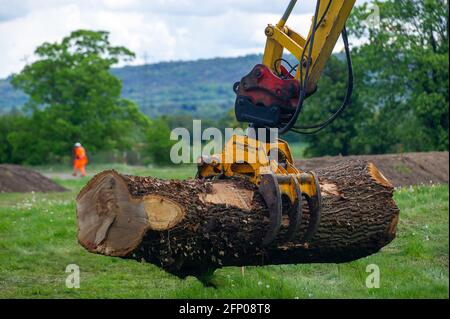 Aylesbury, Buckinghamshire, Royaume-Uni. 19 mai 2021. HS2 enlever les restes d'un beau chêne abattu par HS2 dans leur composé. Le train à grande vitesse 2 de Londres à Birmingham sculpte une énorme cicatrice à travers les Chilterns qui est une zone d'une beauté naturelle exceptionnelle. Crédit : Maureen McLean/Alay Banque D'Images