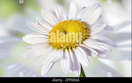 Belle camomille de fleurs sur fond vert flou Banque D'Images