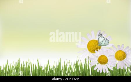 Belle fleurs sauvages camomille, papillon le matin brume dans la nature charmante et aérée image artistique. Banque D'Images