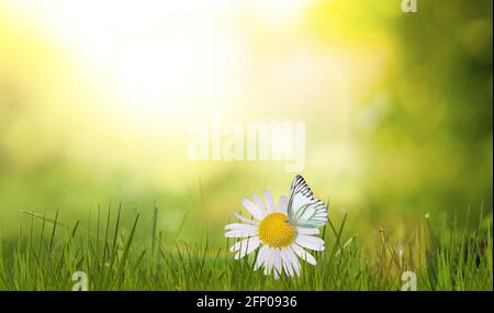 Belle fleurs sauvages camomille, papillon le matin brume dans la nature charmante et aérée image artistique. Banque D'Images