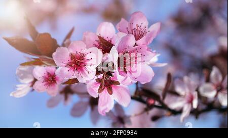 Fleurs de pêche sur une branche du jardin Banque D'Images