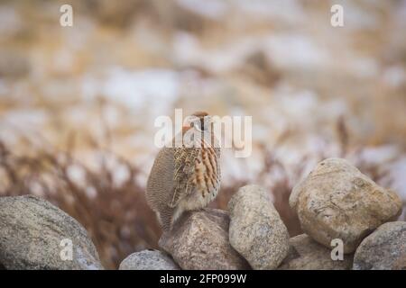 Perdix hodgsoniae, Hanle, Jammu-et-Cachemire (Inde) Banque D'Images