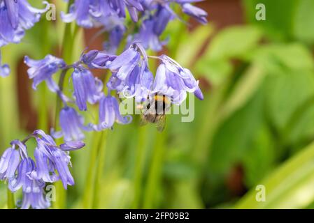 Bumblebee précoce sur Bluebells Banque D'Images