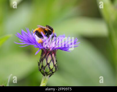 Gros plan d'un bourdon à queue blanche (Bombus lucorum) collecte de pollen et de nectar à partir d'une fleur de maïs bleu-violet Banque D'Images