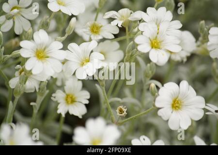 Gros plan de jolies fleurs blanches de cerastium tomentosum à la fin du printemps. Également connu sous le nom de neige en été. Banque D'Images