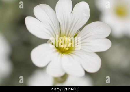 Macro gros plan de jolies fleurs blanches de cerastium tomentosum à la fin du printemps. Également connu sous le nom de neige en été. Banque D'Images