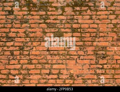 Vieille texture de mur de brique, mousse qui pousse dessus Banque D'Images