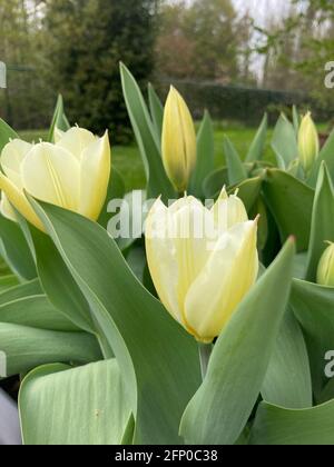 tulipes jaune pâle aux feuilles vertes luxuriantes Banque D'Images