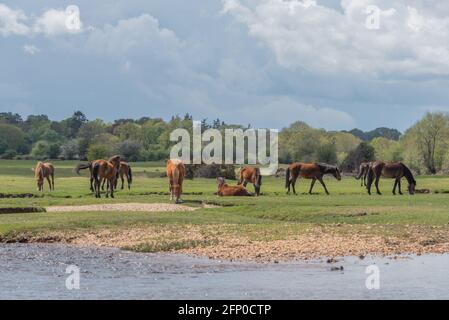 Poneys de la nouvelle forêt au cours d'eau - 2 Banque D'Images