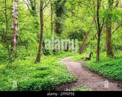 Chemin des bois à travers l'ail sauvage Allium ursinum plantes au printemps Parc Mackintosh Knaresborough North Yorkshire Angleterre Banque D'Images