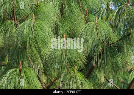 Gros plan sur les aiguilles de pin de l'Himalaya, Pinus wallichiana. Banque D'Images