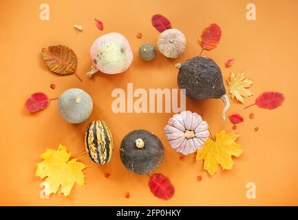 Vue de dessus de petits citrouilles mûres et de feuilles d'automne garrées disposés en cercle sur fond orange Banque D'Images