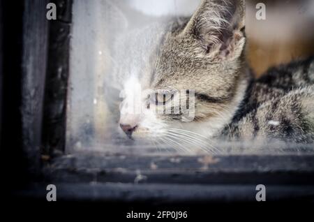 Un Petit Chat Triste Attend Derriere La Fenetre Photo Stock Alamy Un Petit Chat Triste Attend Derriere La Fenetre Photo Stock Alamy