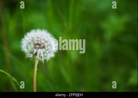 Photo macro de la tête d'un pissenlit fade (genre Taraxacum) dans un jardin surcultivé. Banque D'Images