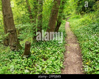 Chemin des bois à travers l'ail sauvage Allium ursinum plantes au printemps Parc Mackintosh Knaresborough North Yorkshire Angleterre Banque D'Images