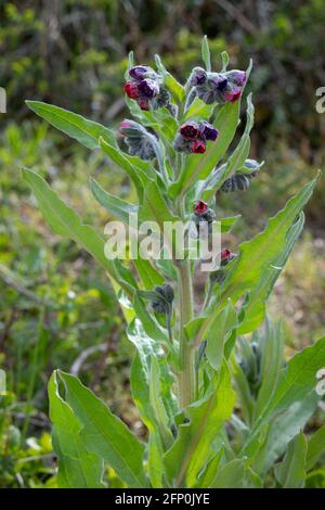 Violet comfrey fleurir à l'extérieur dans le champ Banque D'Images