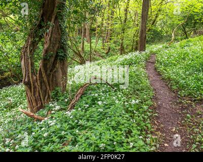 Chemin des bois à travers l'ail sauvage Allium ursinum plantes au printemps Parc Mackintosh Knaresborough North Yorkshire Angleterre Banque D'Images