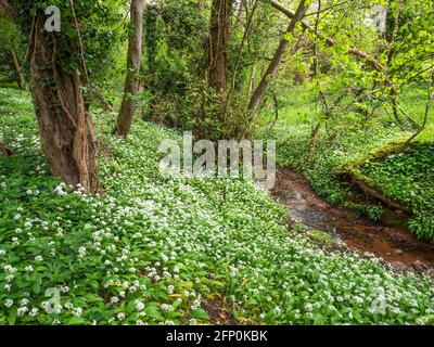 L'ail sauvage Allium ursinum fleurit par un ruisseau à Mackintosh Parc Knaresborough North Yorkshire Angleterre Banque D'Images