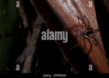 Brisbane, Australie. 26 septembre 2018. Brown Huntsman Spider (Heteropoda jugulans) rampant à travers la façade de palmier la nuit dans le parc suburbain de Brisbane. Crédit : SOPA Images Limited/Alamy Live News Banque D'Images