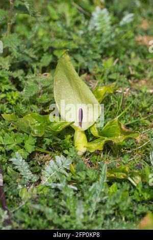 Lords and Ladies (Arum maculatum), également connu sous le nom de Wild Arum ou Cuckoo pint Banque D'Images