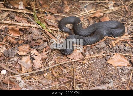 Adder (Vipera berus), également connu sous le nom de Viper commun ou Nord. Les individus noirs ou quasi-noirs ne sont pas rares dans certaines populations Banque D'Images
