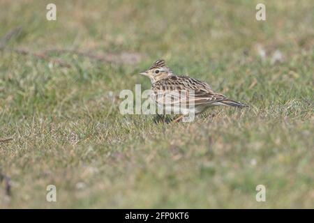 Alouette des champs (Alauda arvensis) Banque D'Images