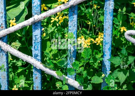 Belle fleur printemps et été fleurs jardin Chelidonium, communément connu sous le nom de celandines Banque D'Images