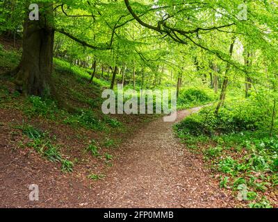 Feuillage de printemps frais sur un hêtre bu le chemin Dans Mackintosh Park Knaresborough North Yorkshire Angleterre Banque D'Images