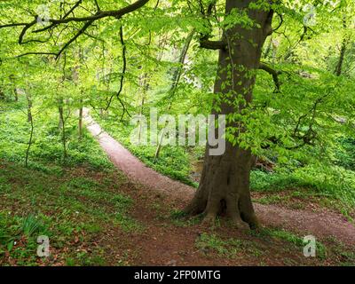 Feuillage de printemps frais sur un hêtre bu le chemin Dans Mackintosh Park Knaresborough North Yorkshire Angleterre Banque D'Images