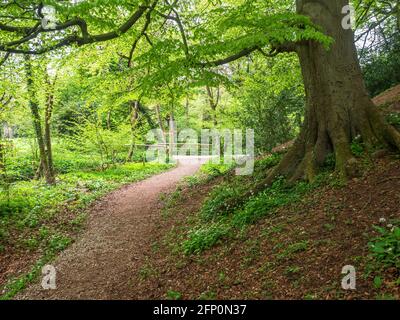 Feuillage de printemps frais sur un hêtre bu le chemin Dans Mackintosh Park Knaresborough North Yorkshire Angleterre Banque D'Images