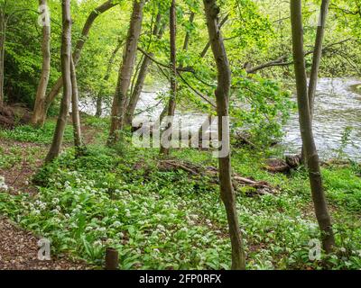 Ail sauvage Allium ursinum fleurs près de la rivière Nidd in Stupide Wood Knaresborough North Yorkshire Angleterre Banque D'Images