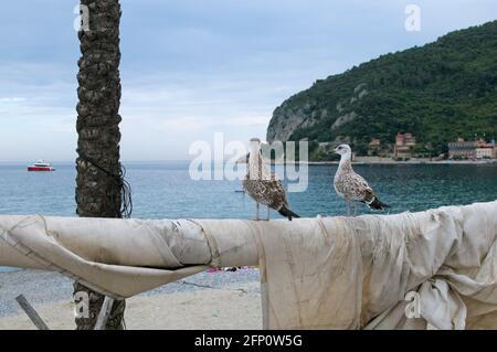 Deux jeunes mouettes perchées sur le mât du bateau de pêche, Noli, Ligurie, Italie Banque D'Images