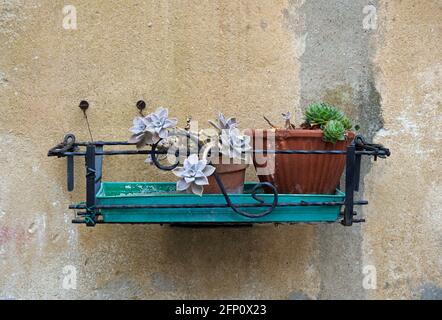 pots de fleurs suspendus avec plantes succulentes Banque D'Images