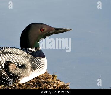 Loon gros plan de la tête nichant sur son nid avec des herbes de marais, de la boue et de l'eau au bord du lac dans son environnement et son habitat. Image de ligne de métier commune. Banque D'Images