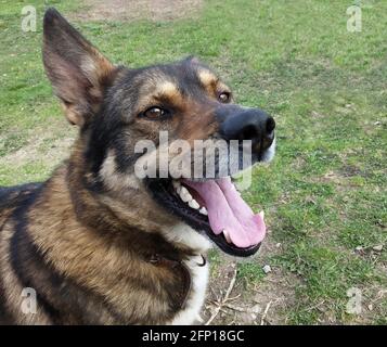 Portrait du chien laika sur fond vert Grass.PET à col ouvert Banque D'Images