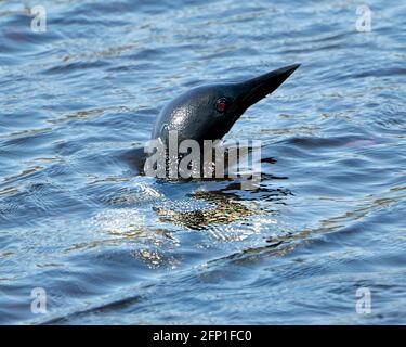 Loon se dirige hors de l'eau dans le lac dans son environnement et son habitat, montrant l'oeil rouge. Loon dans l'image des zones humides. Lac Loon. Loon photo stock. Banque D'Images