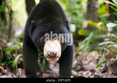 Koh Kong, Cambodge. 6 juin 2019. Ours du soleil (Helarctos malayanus) vu dans son enclos de pré-sortie à la station de libération de la faune de Wildlife Alliance dans la forêt tropicale de Southern Cardamom Mountain. L'enceinte de pré-libération garantit que les ours sont correctement remis en état et prêts à être remis en liberté dans la forêt environnante. Crédit : Joshua Prieto/SOPA Images/ZUMA Wire/Alay Live News Banque D'Images