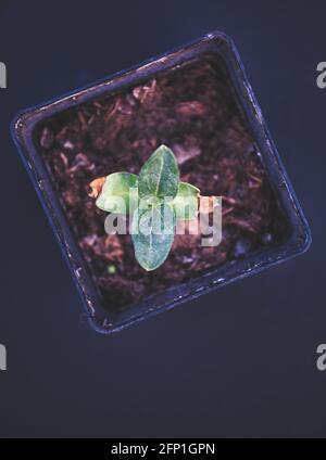 Directement au-dessus de la plante de semis de tournesol (Helianthus annuus) isolée sur fond noir. Concept d'élever, de développer, de nourrir Banque D'Images