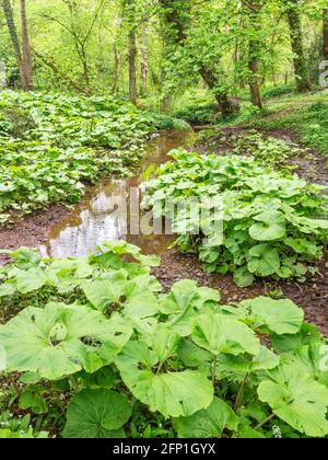 Ruisseau avec rhubarbe sauvage au printemps à Mackintosh Park Knaresborough North Yorkshire Angleterre Banque D'Images