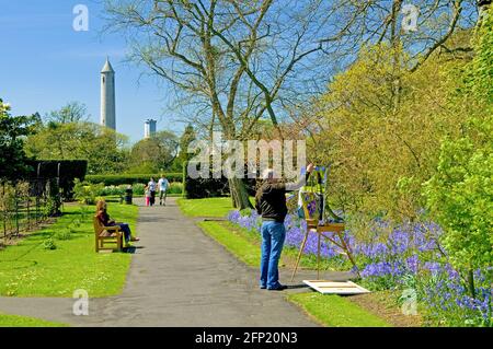 Un artiste peint une profusion de jacinthes au National Botanic Gardens, Glasnevin, Dublin, Irlande, au début de mai Banque D'Images